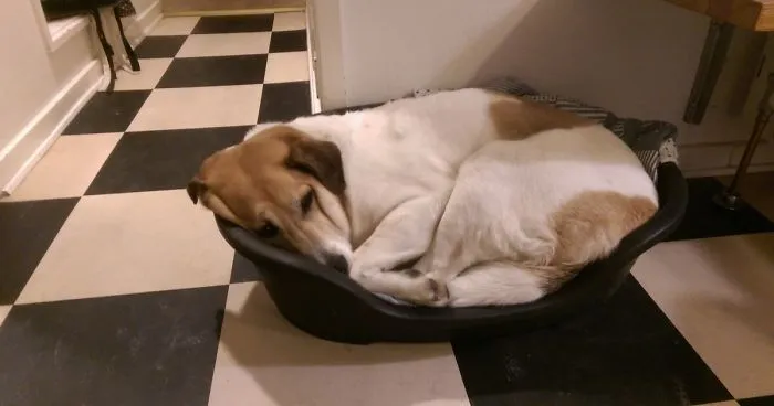 Cute And Determined Dog Refuses To Give Up Nap Places