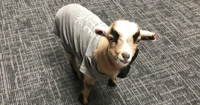 Oliver Martin: The Little Goat That Could