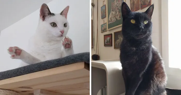 The Black And White Of Cats