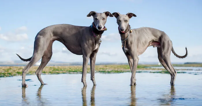 From Homeless To Professional Photographer, Inspired By Nature & Dogs