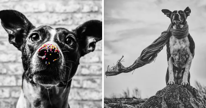 Rescue Dogs Turned Into Models