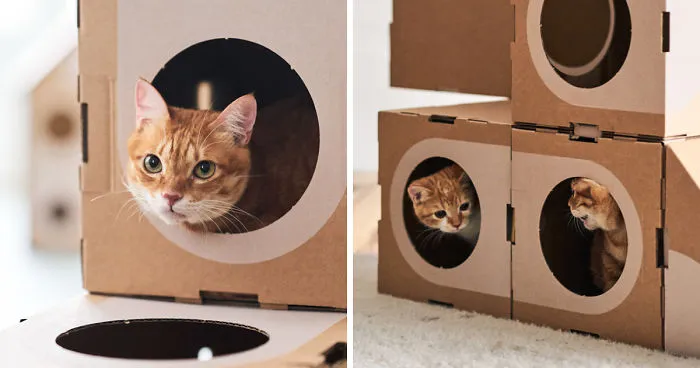 Architect Couple Turns Cardboard Boxes Into Stackable Cat Fort, And Here's How Cats React