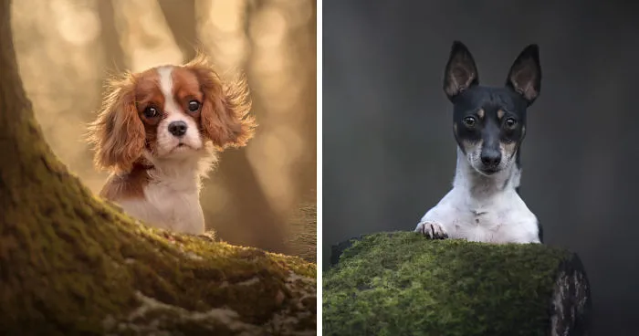 Photographing Naughty Dogs