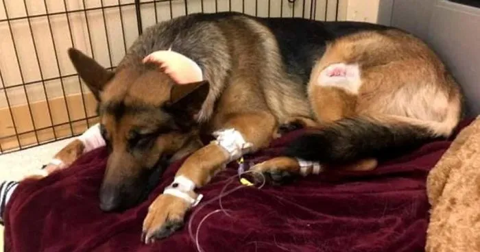 Brave Dog Gets Shot While Protecting His 16-Year-Old Owner From Armed Intruders