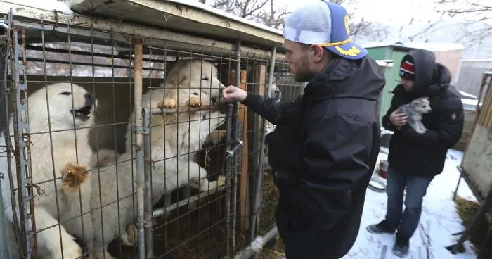 US Olympic Skier Gus Kenworthy Rescued 90 Dogs From Korean Dog Meat Farm