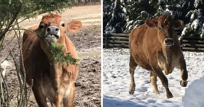 We Rescued A “Bottle Fed Calf” And Now He's Acting Like A Puppy
