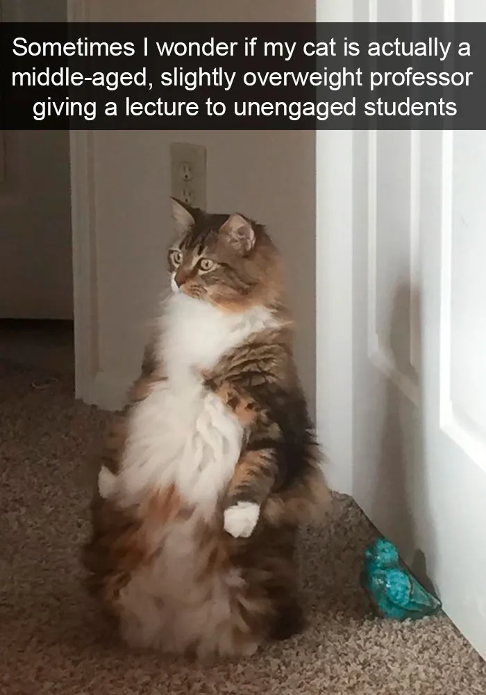 159 Hilarious Cat Snapchats That Will Leave You With The Biggest Smile (New Pics)