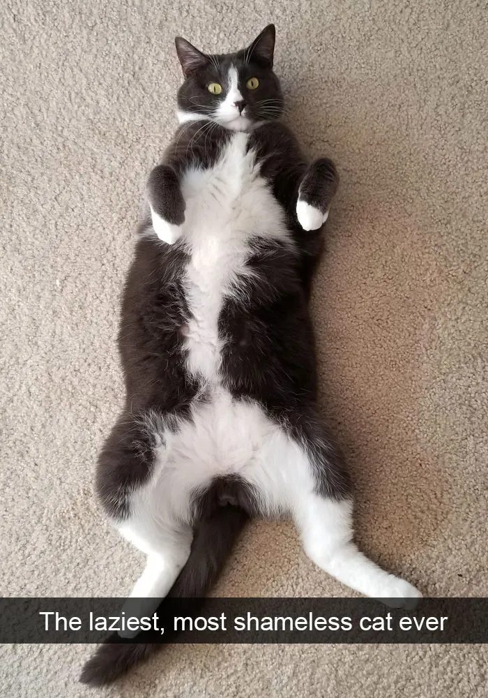 159 Hilarious Cat Snapchats That Will Leave You With The Biggest Smile (New Pics)