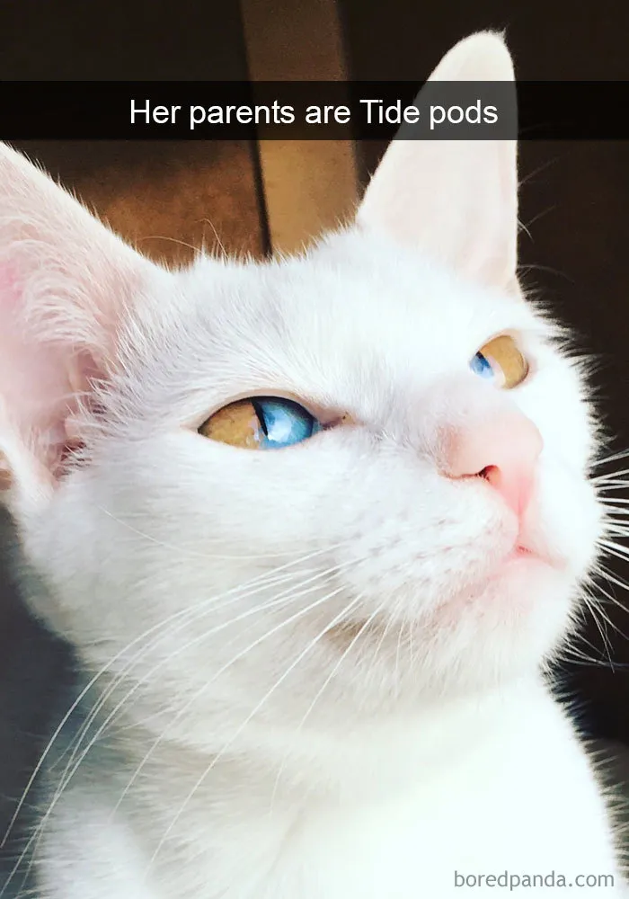 159 Hilarious Cat Snapchats That Will Leave You With The Biggest Smile (New Pics)