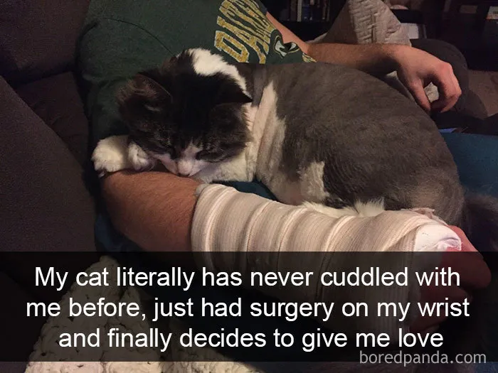 159 Hilarious Cat Snapchats That Will Leave You With The Biggest Smile (New Pics)