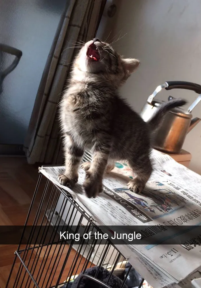 159 Hilarious Cat Snapchats That Will Leave You With The Biggest Smile (New Pics)
