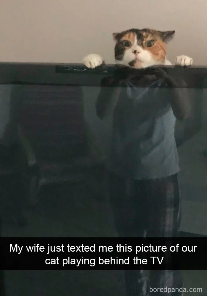 159 Hilarious Cat Snapchats That Will Leave You With The Biggest Smile (New Pics)