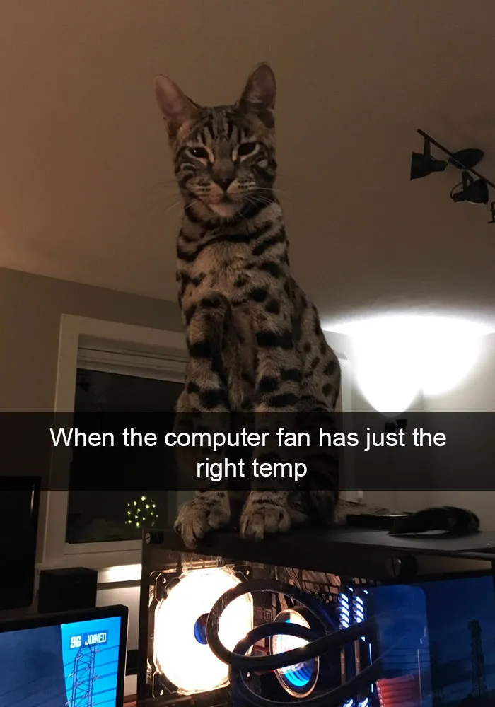 159 Hilarious Cat Snapchats That Will Leave You With The Biggest Smile (New Pics)
