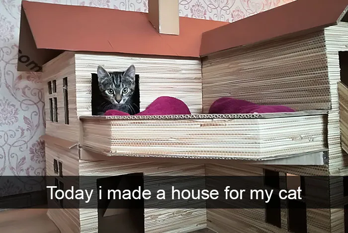 159 Hilarious Cat Snapchats That Will Leave You With The Biggest Smile (New Pics)
