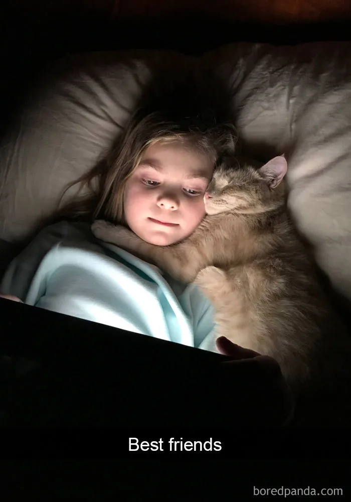 159 Hilarious Cat Snapchats That Will Leave You With The Biggest Smile (New Pics)