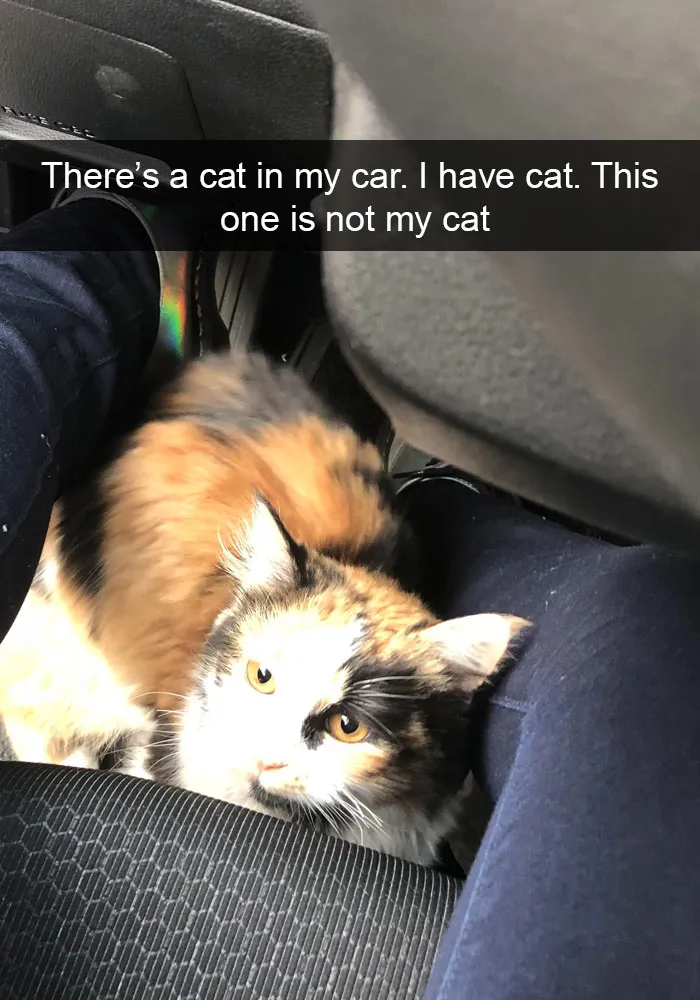 159 Hilarious Cat Snapchats That Will Leave You With The Biggest Smile (New Pics)