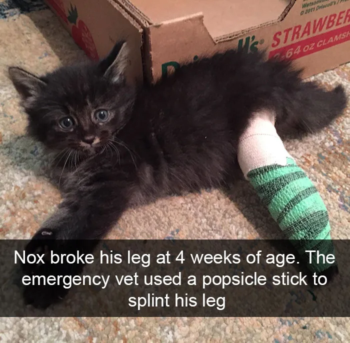 159 Hilarious Cat Snapchats That Will Leave You With The Biggest Smile (New Pics)