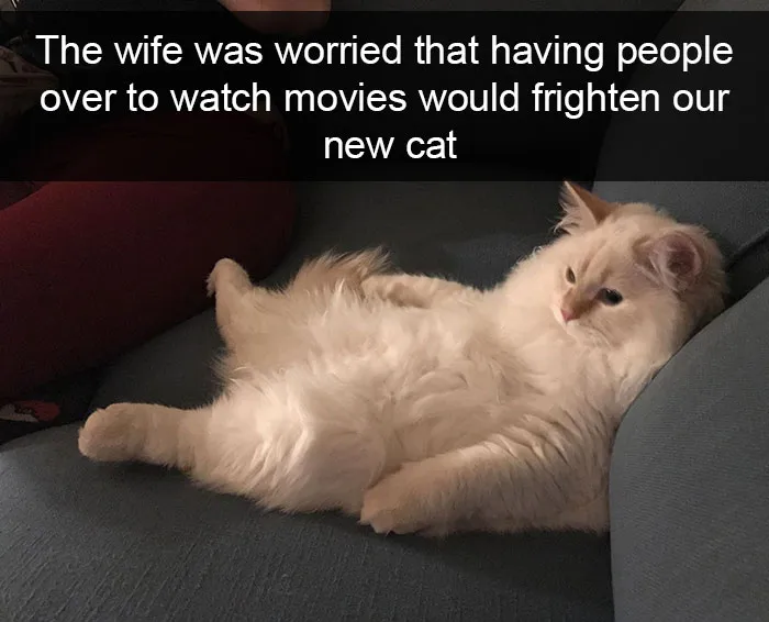 159 Hilarious Cat Snapchats That Will Leave You With The Biggest Smile (New Pics)