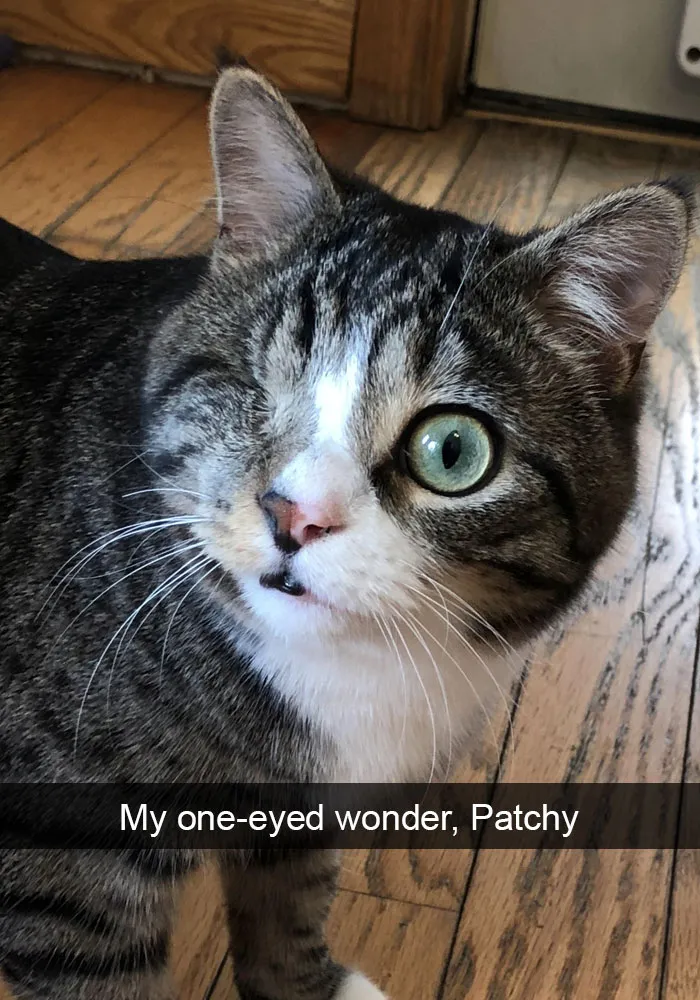 159 Hilarious Cat Snapchats That Will Leave You With The Biggest Smile (New Pics)