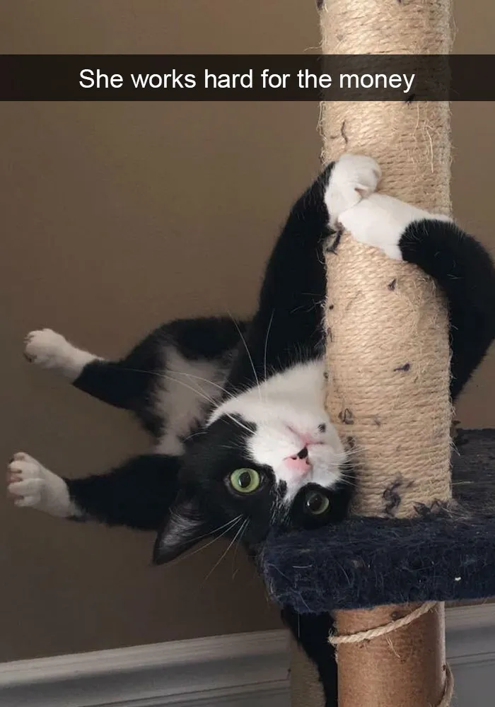 159 Hilarious Cat Snapchats That Will Leave You With The Biggest Smile (New Pics)