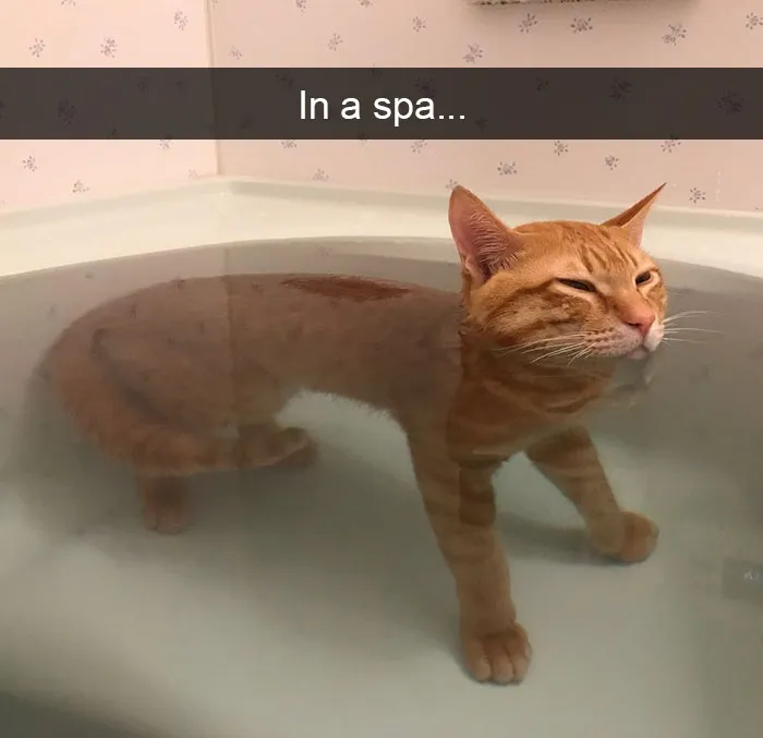 159 Hilarious Cat Snapchats That Will Leave You With The Biggest Smile (New Pics)