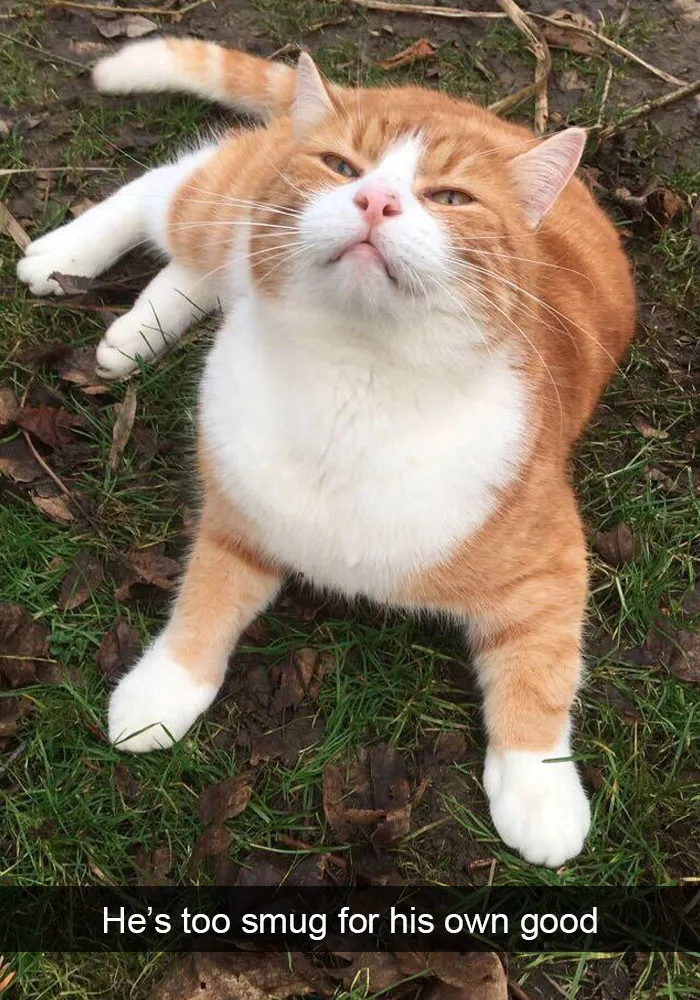159 Hilarious Cat Snapchats That Will Leave You With The Biggest Smile (New Pics)