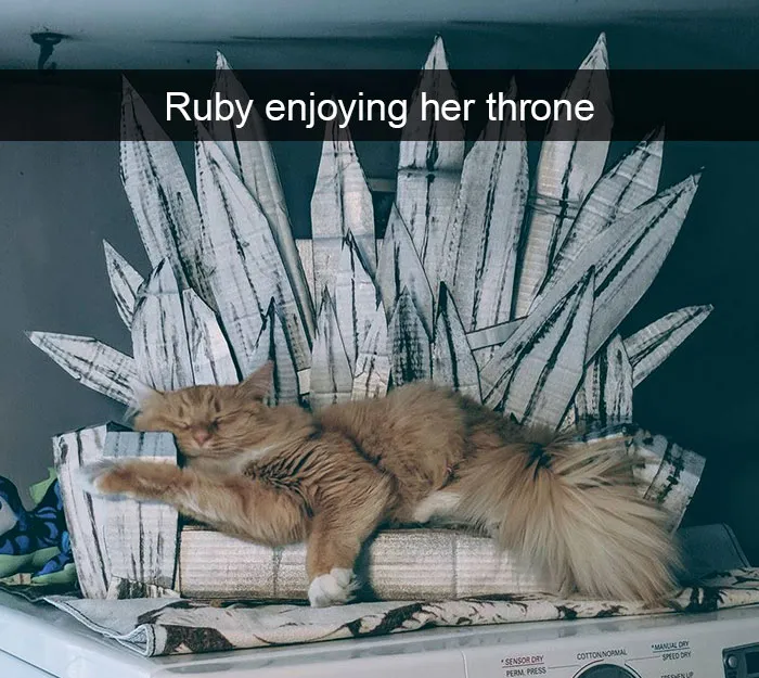 159 Hilarious Cat Snapchats That Will Leave You With The Biggest Smile (New Pics)