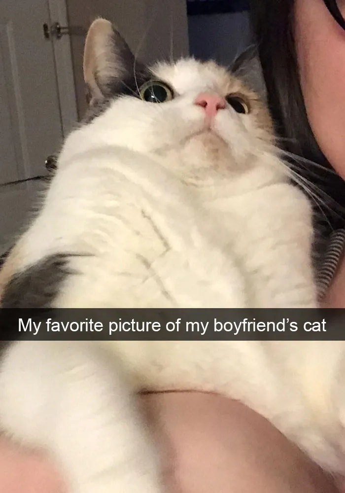 159 Hilarious Cat Snapchats That Will Leave You With The Biggest Smile (New Pics)