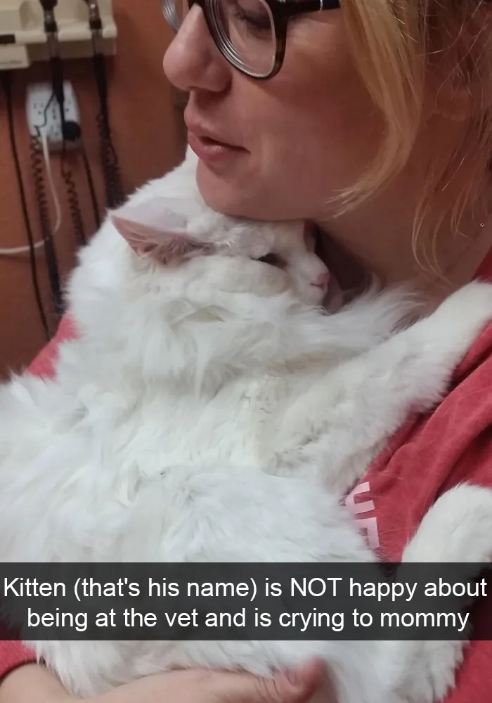159 Hilarious Cat Snapchats That Will Leave You With The Biggest Smile (New Pics)