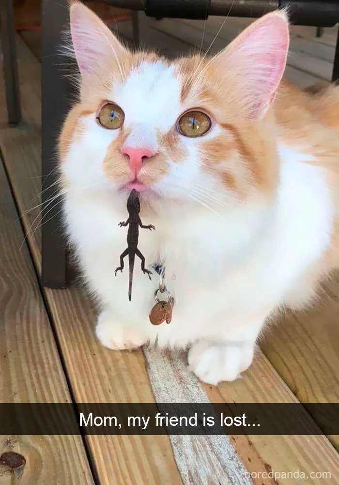 159 Hilarious Cat Snapchats That Will Leave You With The Biggest Smile (New Pics)