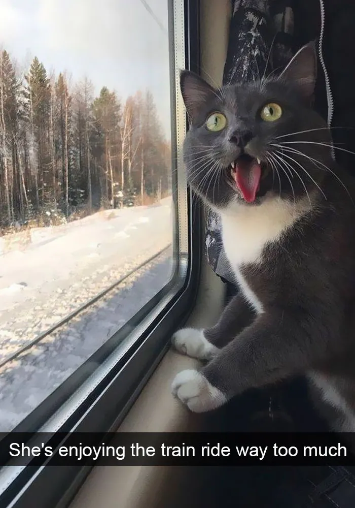 159 Hilarious Cat Snapchats That Will Leave You With The Biggest Smile (New Pics)