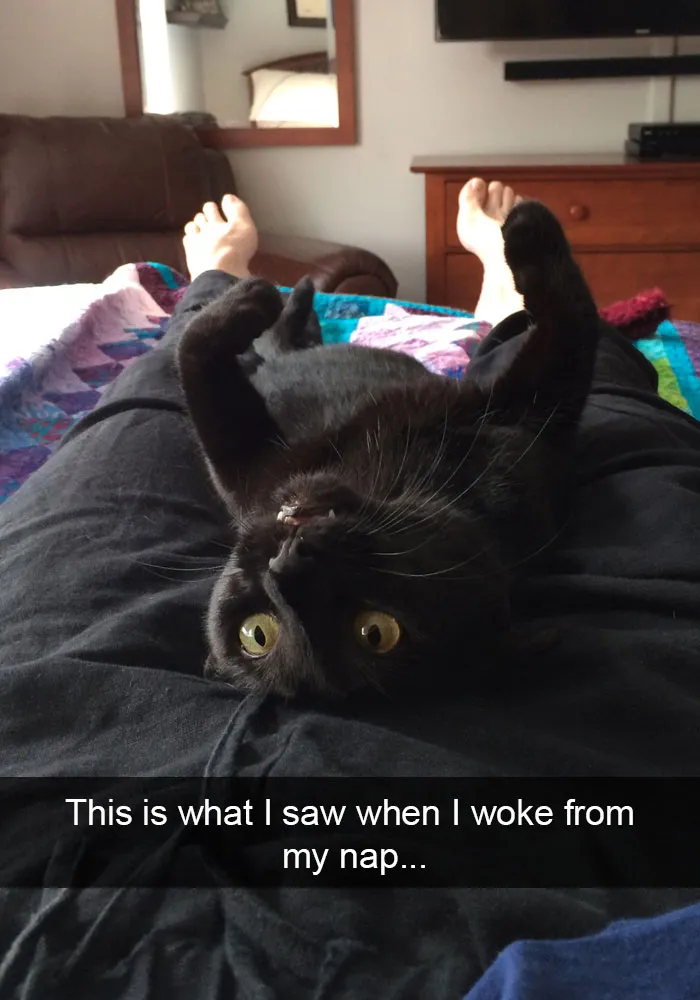 159 Hilarious Cat Snapchats That Will Leave You With The Biggest Smile (New Pics)