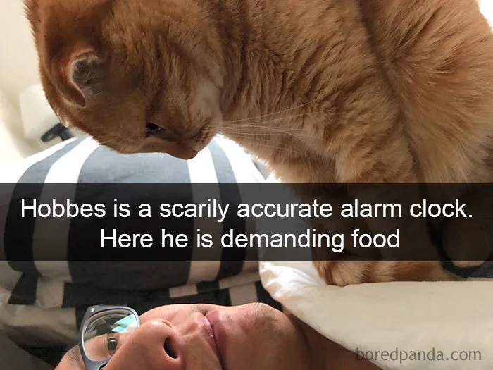 159 Hilarious Cat Snapchats That Will Leave You With The Biggest Smile (New Pics)