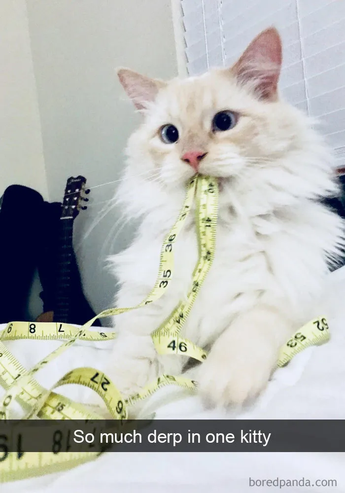 159 Hilarious Cat Snapchats That Will Leave You With The Biggest Smile (New Pics)