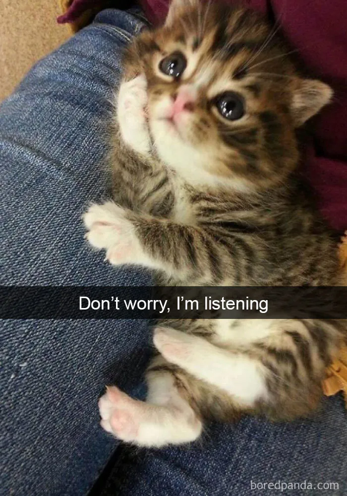 159 Hilarious Cat Snapchats That Will Leave You With The Biggest Smile (New Pics)