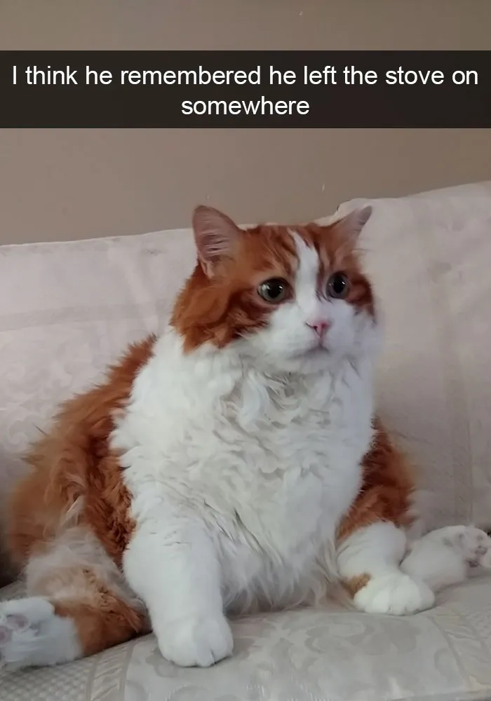 159 Hilarious Cat Snapchats That Will Leave You With The Biggest Smile (New Pics)