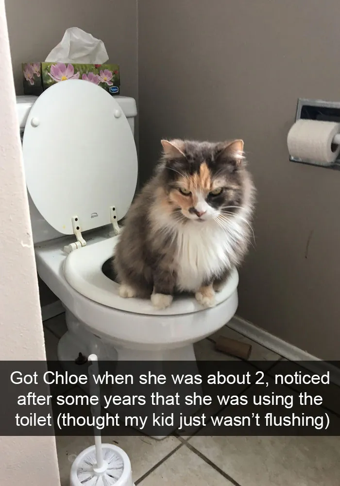159 Hilarious Cat Snapchats That Will Leave You With The Biggest Smile (New Pics)