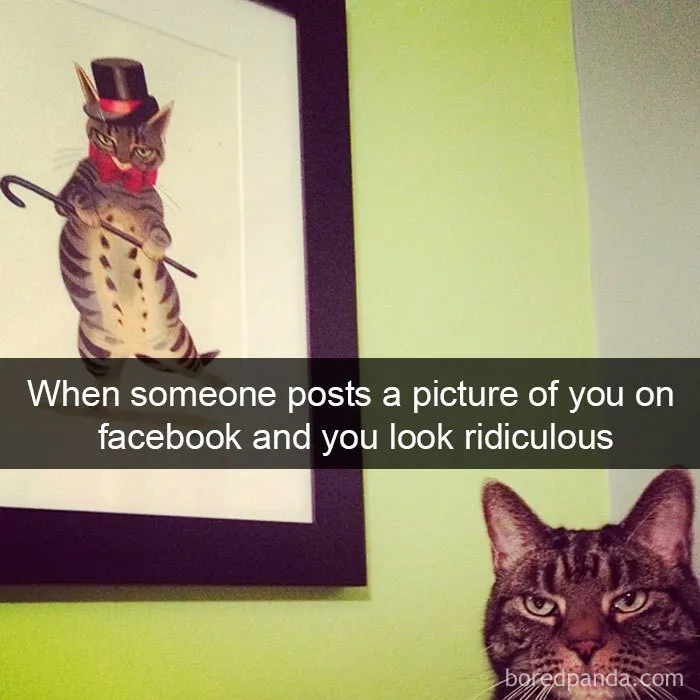 159 Hilarious Cat Snapchats That Will Leave You With The Biggest Smile (New Pics)
