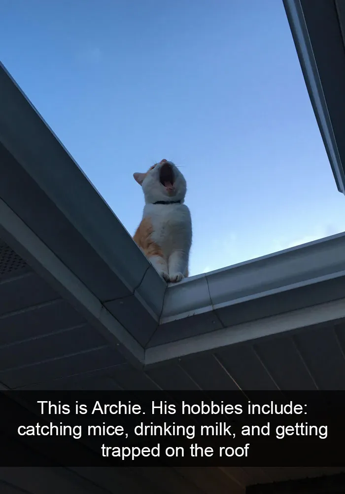 159 Hilarious Cat Snapchats That Will Leave You With The Biggest Smile (New Pics)