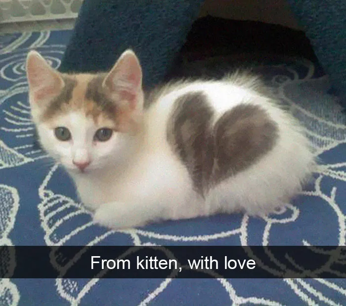 159 Hilarious Cat Snapchats That Will Leave You With The Biggest Smile (New Pics)