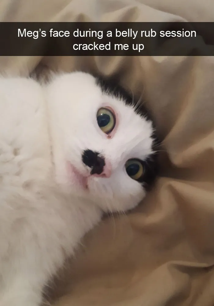 159 Hilarious Cat Snapchats That Will Leave You With The Biggest Smile (New Pics)