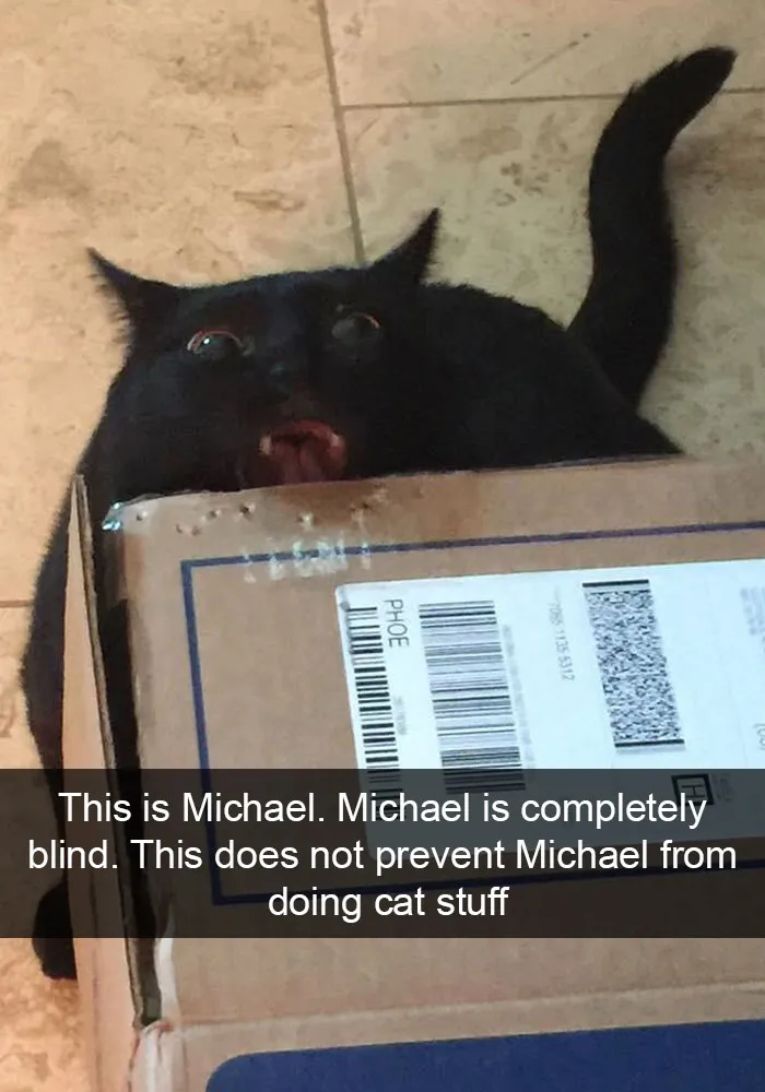 159 Hilarious Cat Snapchats That Will Leave You With The Biggest Smile (New Pics)