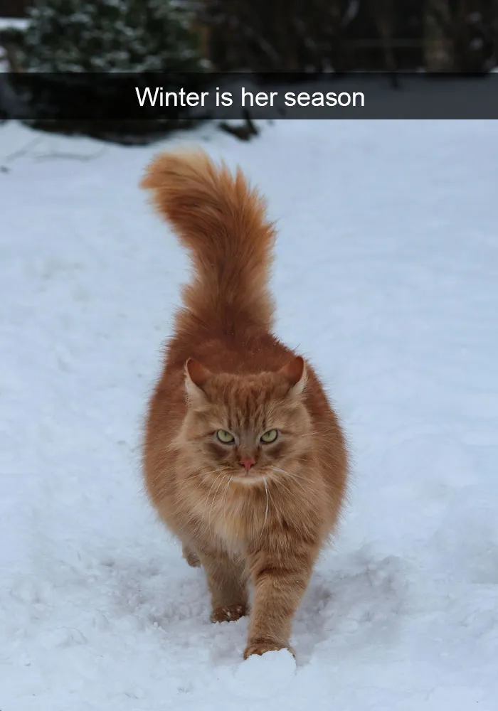 159 Hilarious Cat Snapchats That Will Leave You With The Biggest Smile (New Pics)