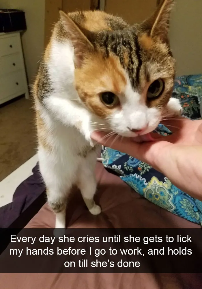 159 Hilarious Cat Snapchats That Will Leave You With The Biggest Smile (New Pics)