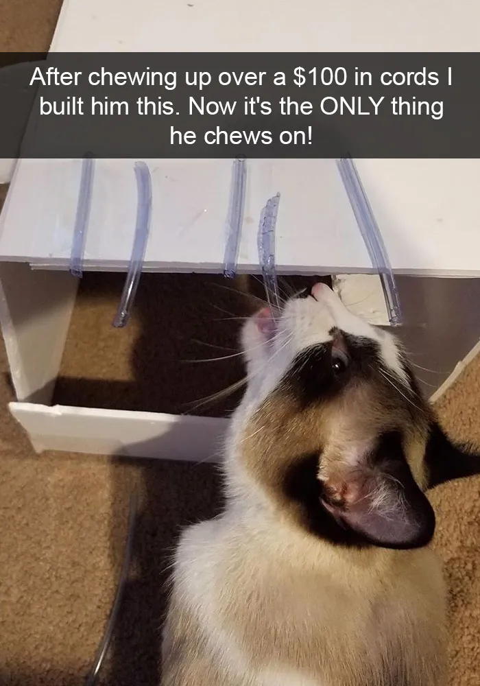 159 Hilarious Cat Snapchats That Will Leave You With The Biggest Smile (New Pics)