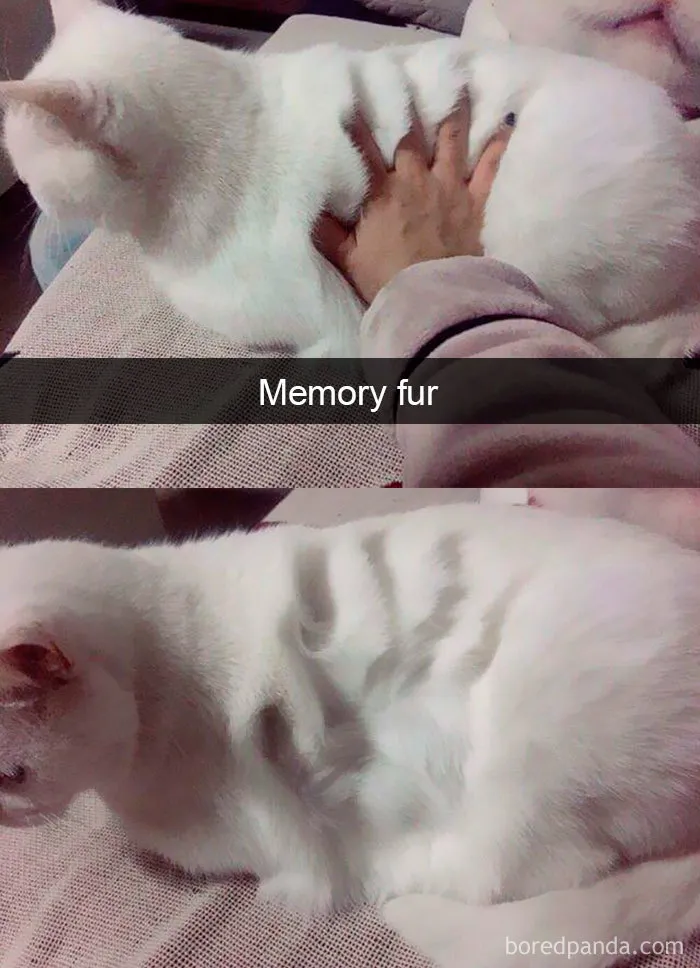 159 Hilarious Cat Snapchats That Will Leave You With The Biggest Smile (New Pics)