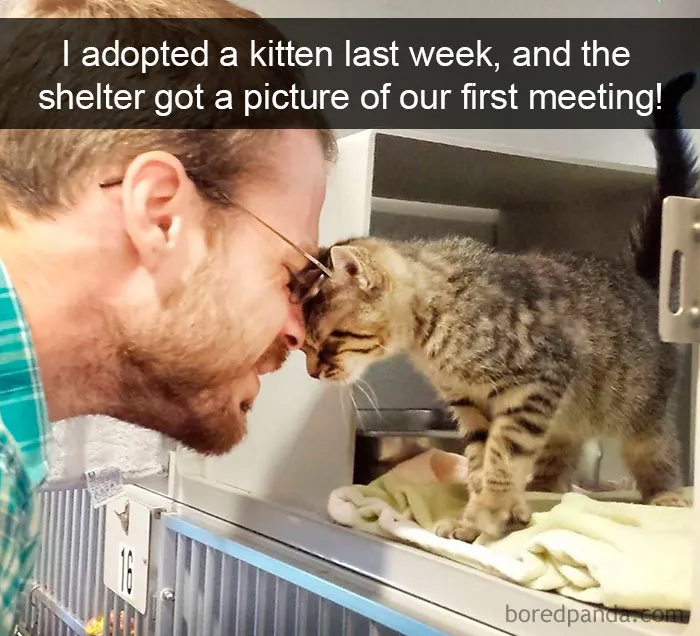 159 Hilarious Cat Snapchats That Will Leave You With The Biggest Smile (New Pics)