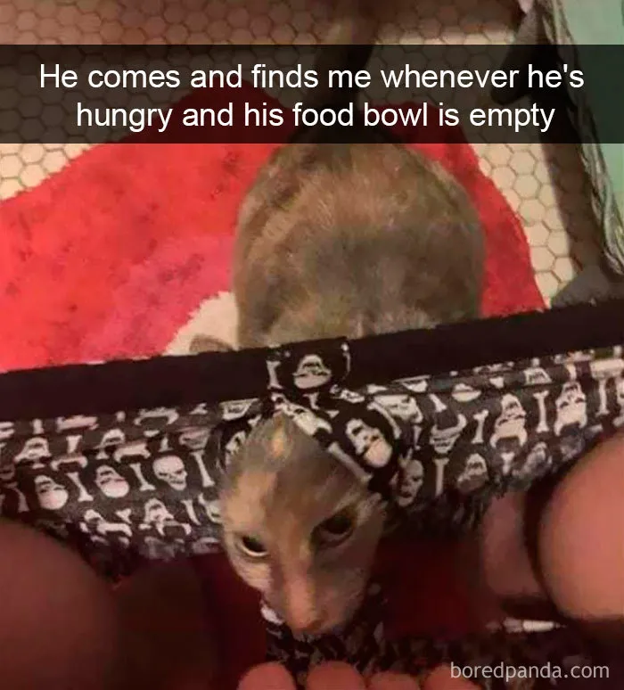 159 Hilarious Cat Snapchats That Will Leave You With The Biggest Smile (New Pics)