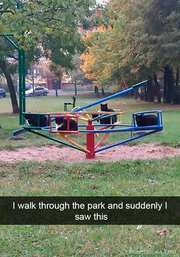 159 Hilarious Cat Snapchats That Will Leave You With The Biggest Smile (New Pics)