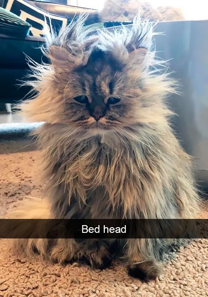 159 Hilarious Cat Snapchats That Will Leave You With The Biggest Smile (New Pics)